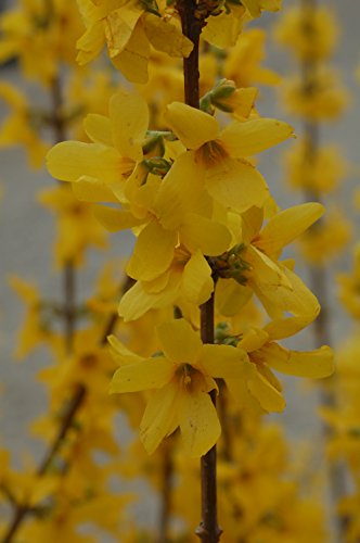 Lynwood Gold Forsythia