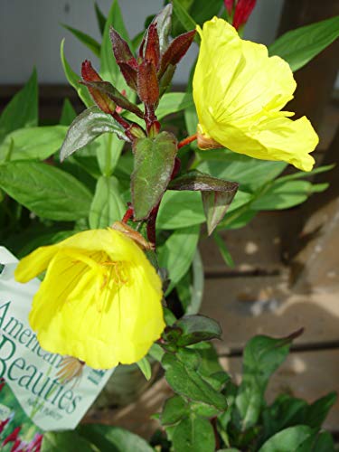 Fireworks Evening Primrose