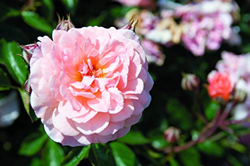 Apricot Drift® Rose