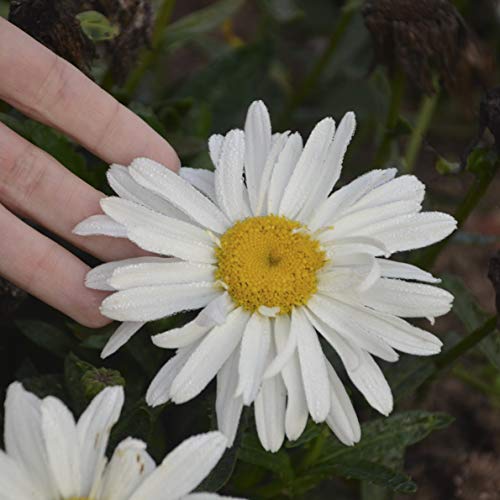 Spoonful Of Sugar Shasta Daisy