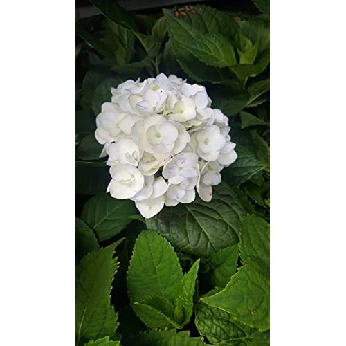 Endless Summer® Blushing Bride® Hydrangea