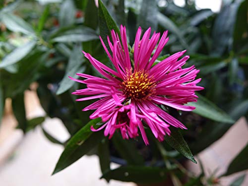 New England Aster