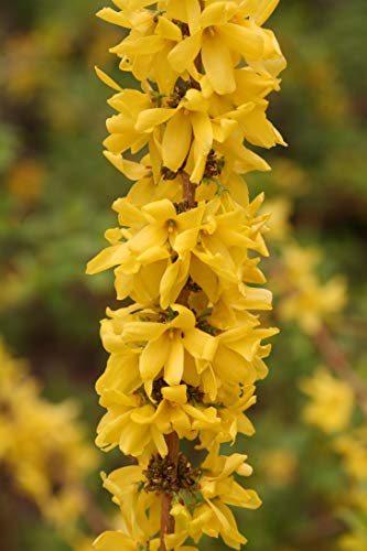 Show Off® Starlet Forsythia