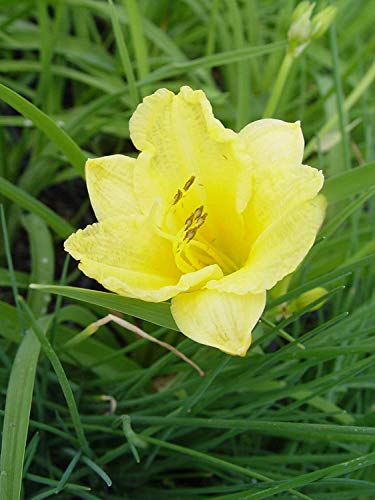 Happy Returns Daylily