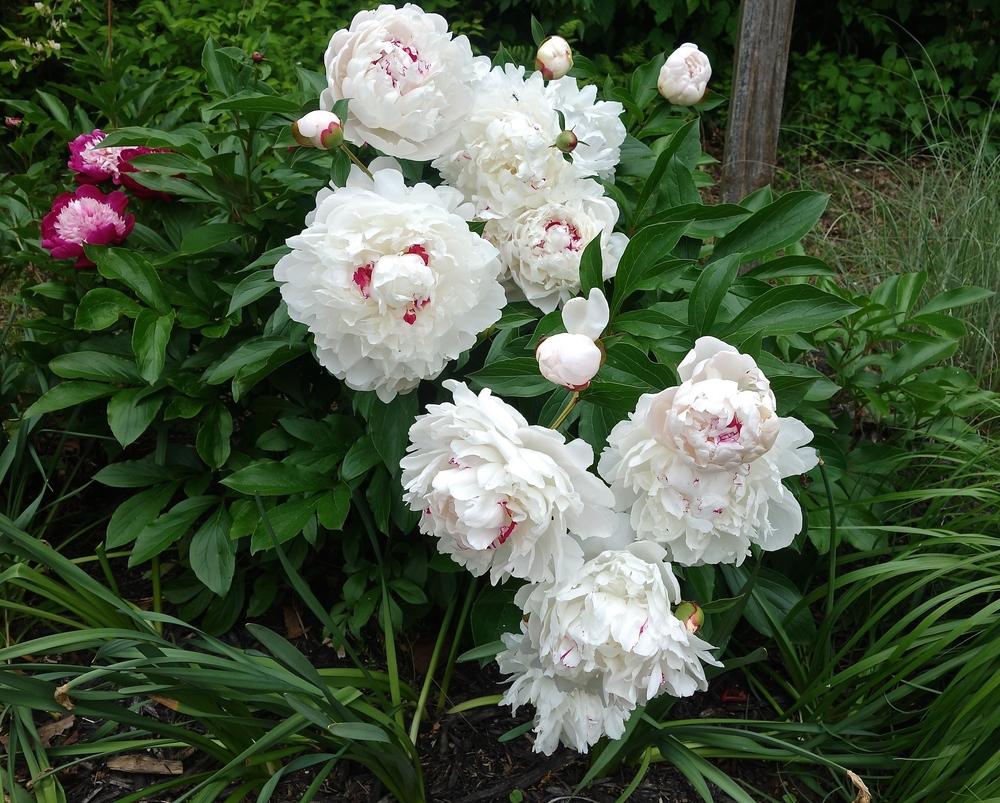 Peony 'Festiva Maxima'