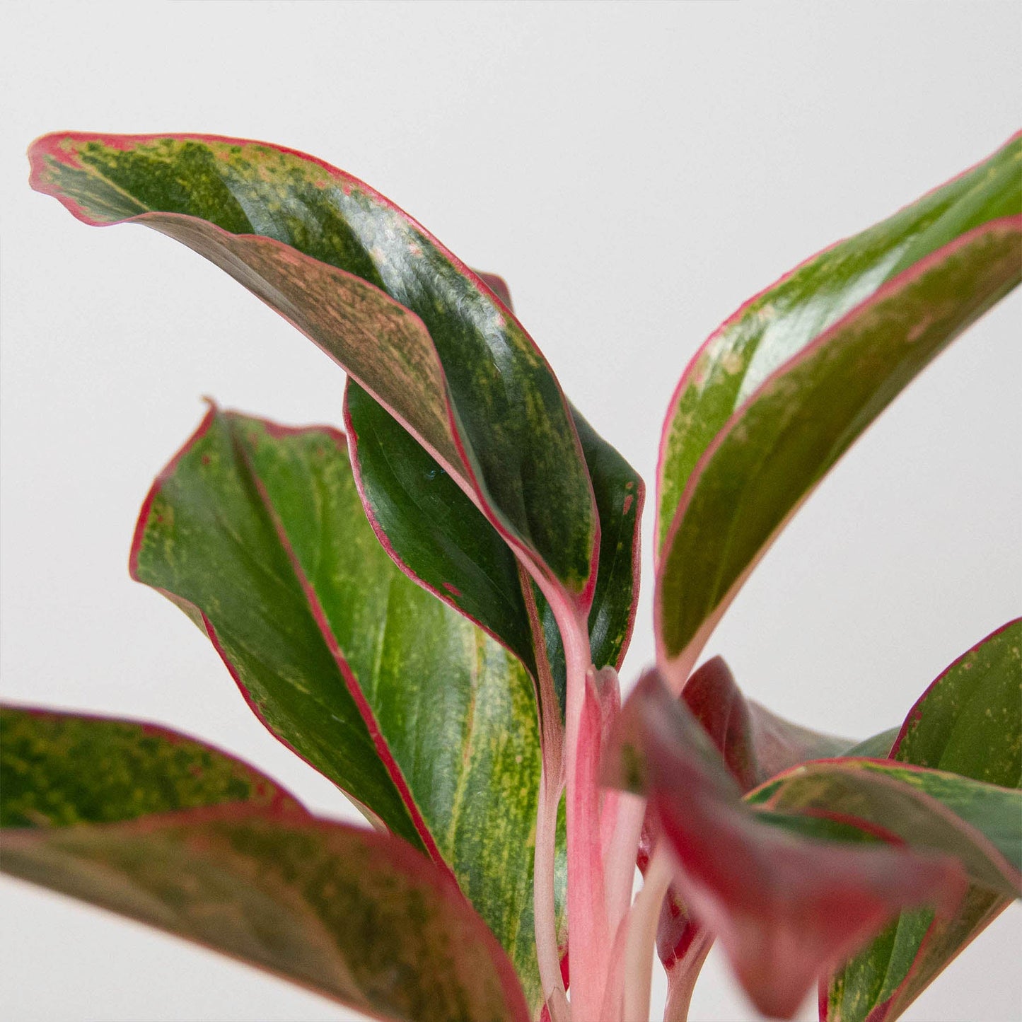 Chinese Evergreen 'Red Siam'