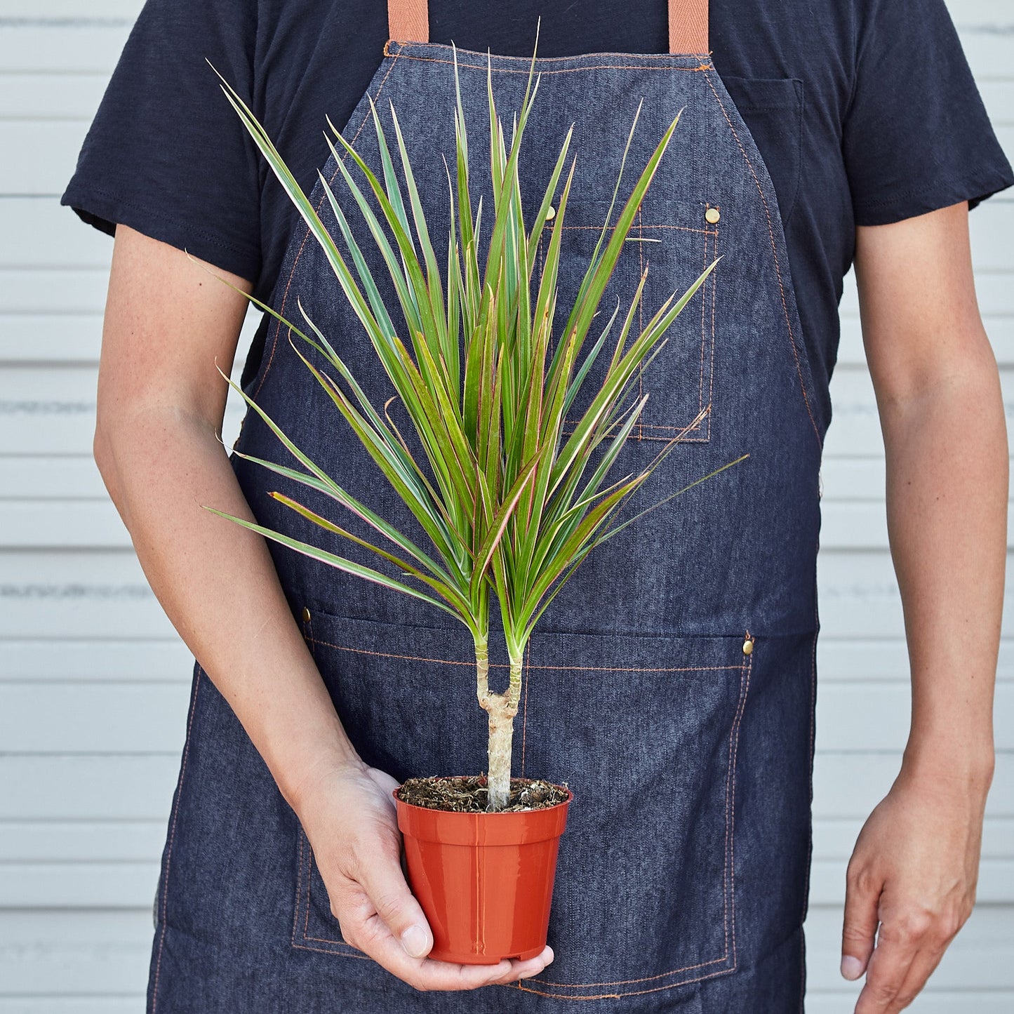 Dracaena 'Red Margined'