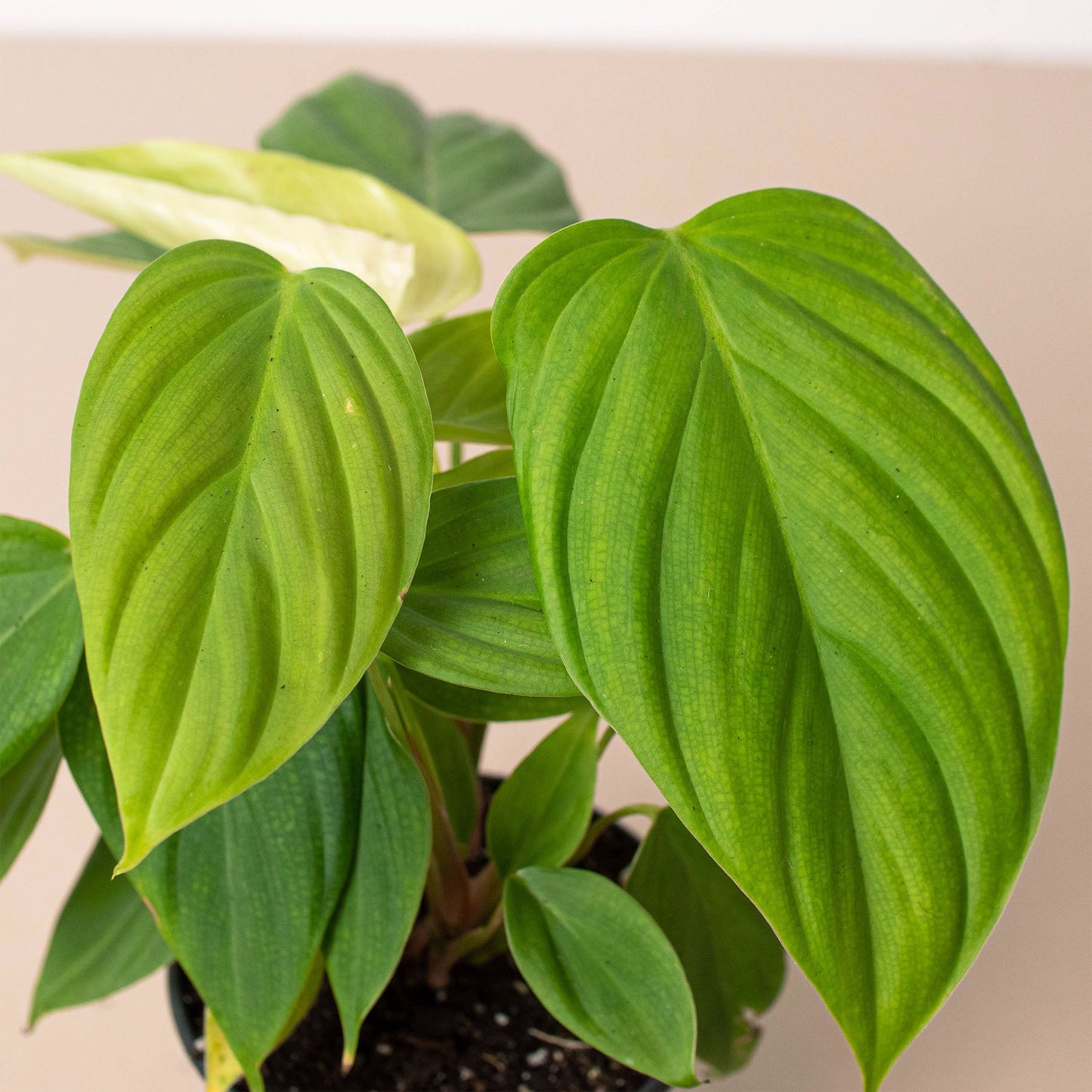 Philodendron 'Fuzzy Petiole'