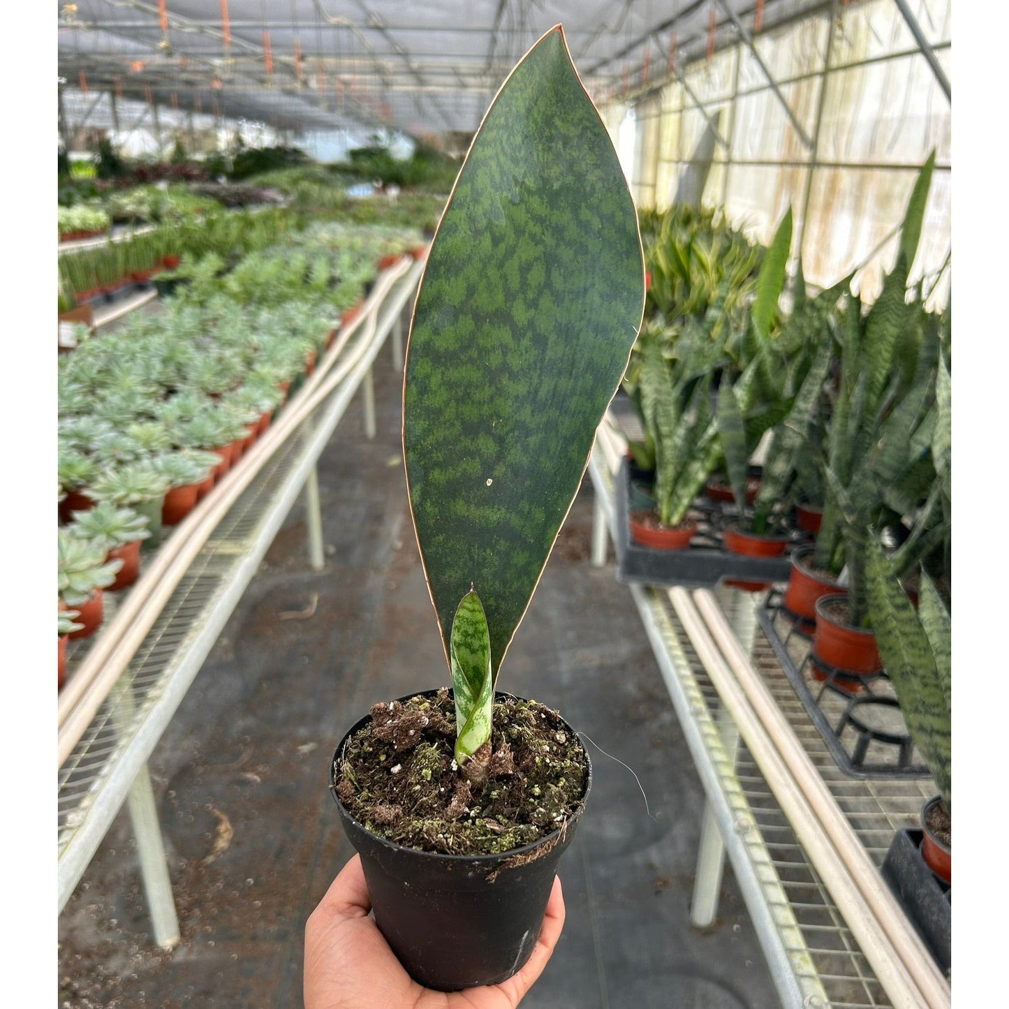 Shark Fin Snake Plant