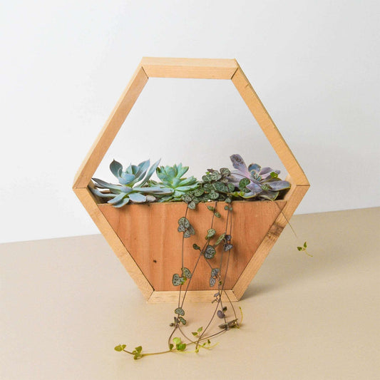 4" Succulent Variety - Hexagarden Pot House Plant Shop