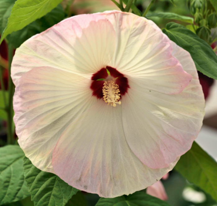 Disco Belle Hybrid Mix Hibiscus Seeds