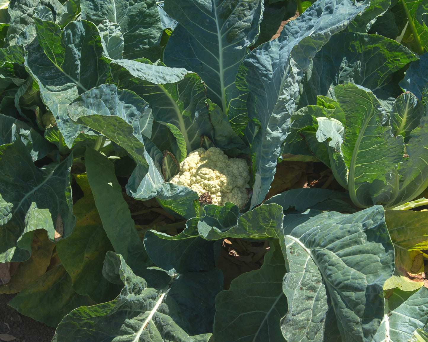 Freedom Hybrid Cauliflower Seeds