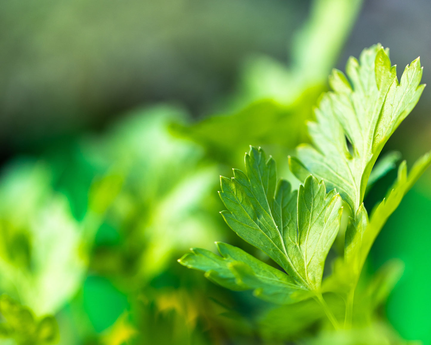 Parsley Seeds, Italian Plain Leaf