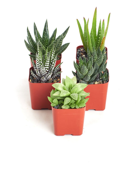 Assorted Mini Aloe & Haworthia Collection