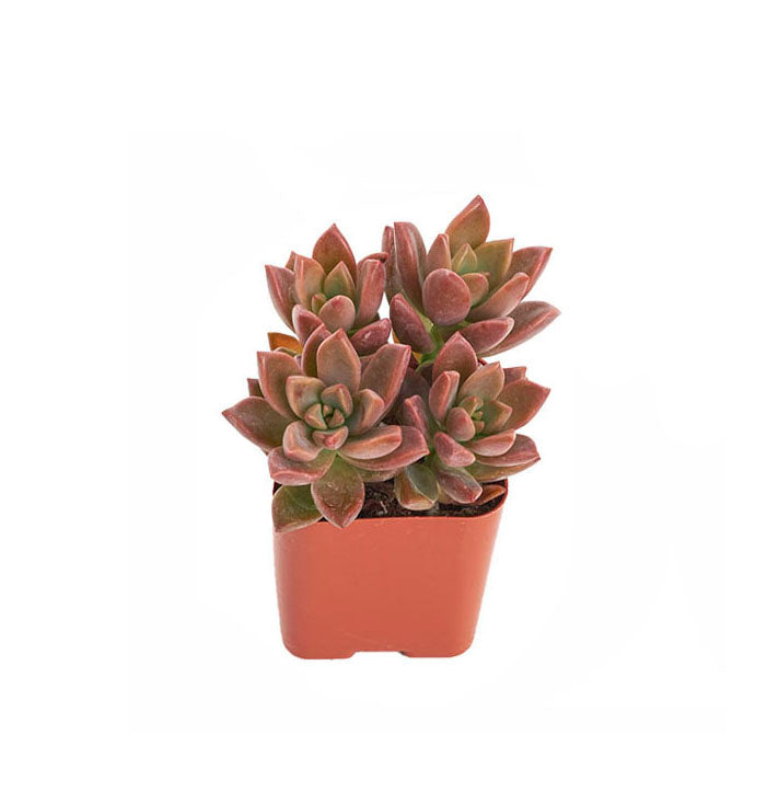 Red Graptosedum