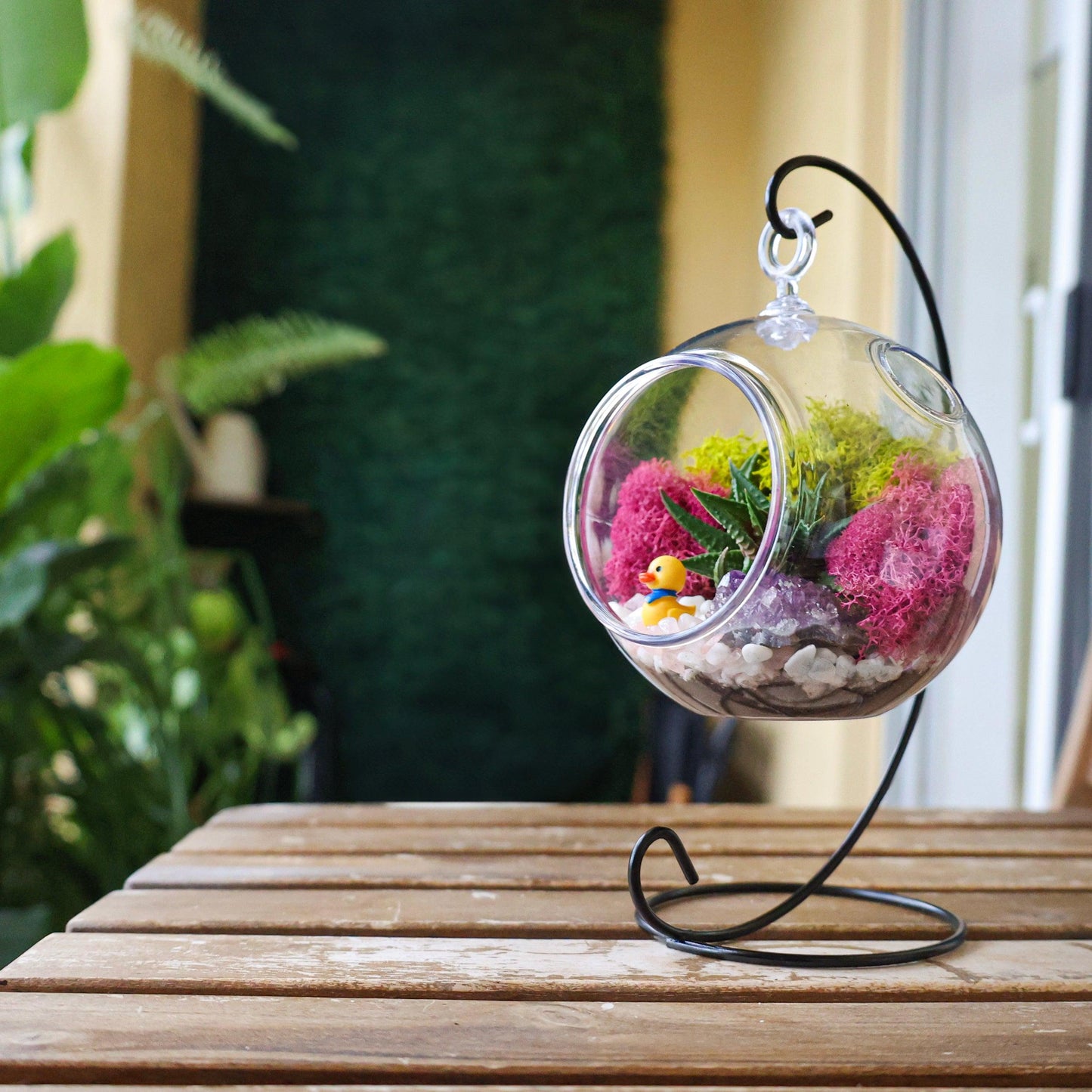 5" Acrylic Globe Succulent Terrarium Kit (Kid Friendly)