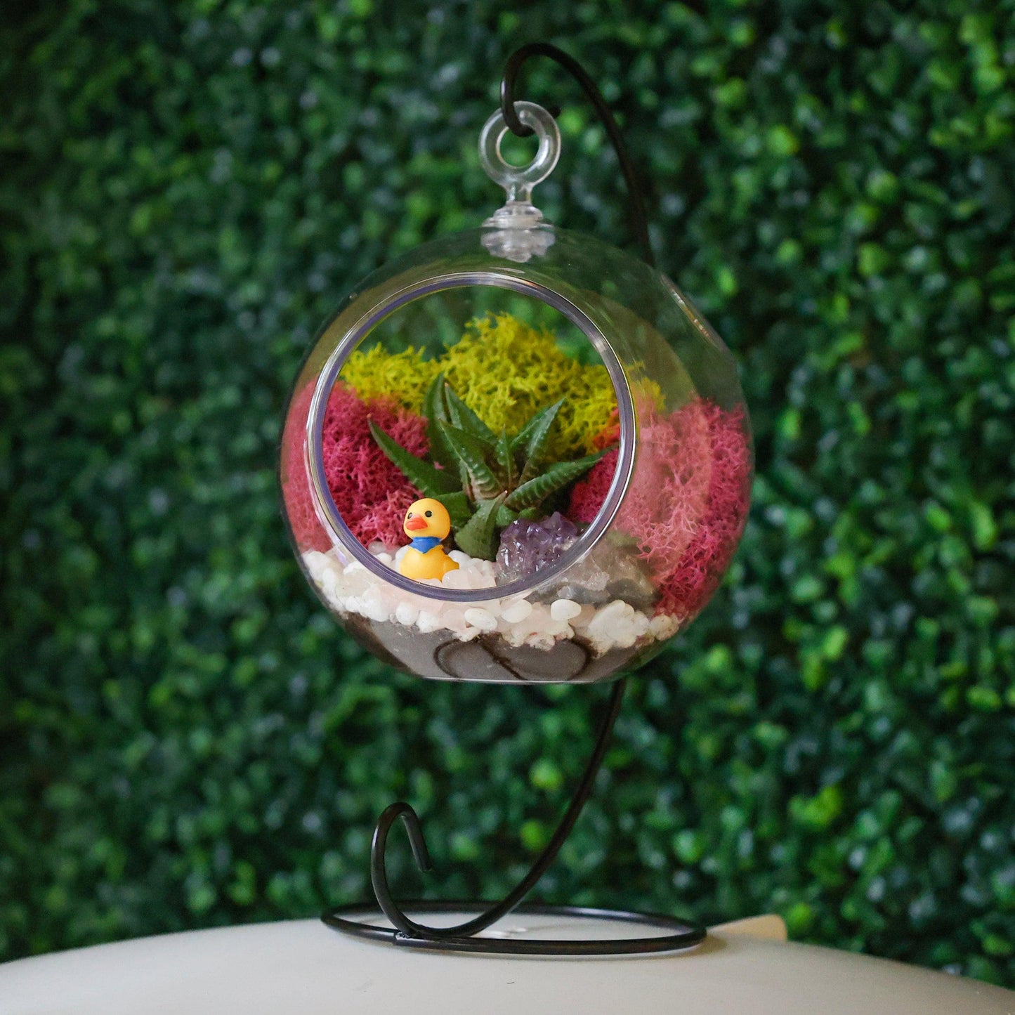 5" Acrylic Globe Succulent Terrarium Kit (Kid Friendly)