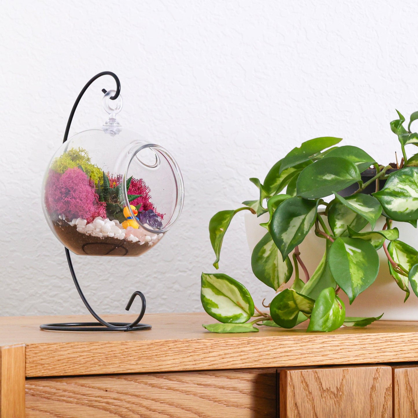 5" Acrylic Globe Succulent Terrarium Kit (Kid Friendly)