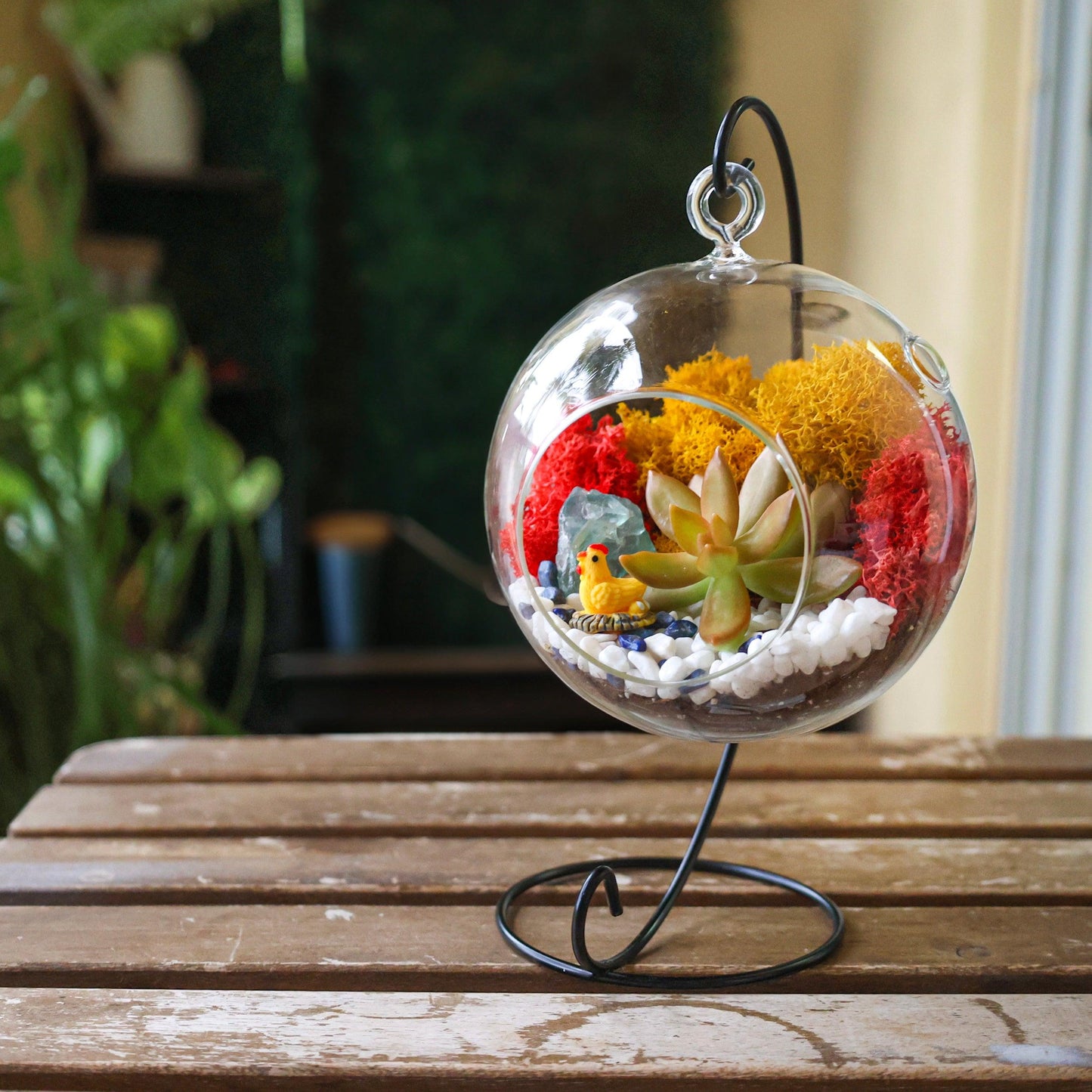 5" Glass Globe Succulent Terrarium Kit