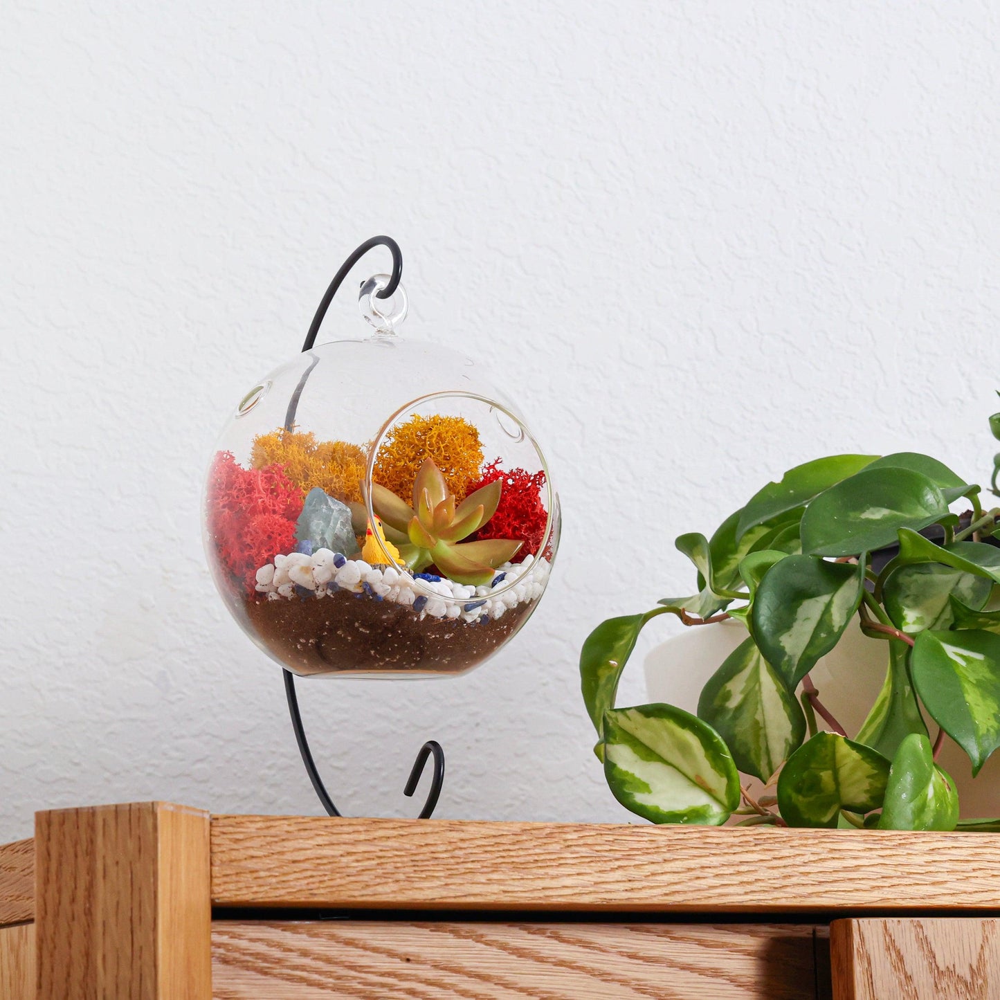 5" Glass Globe Succulent Terrarium Kit