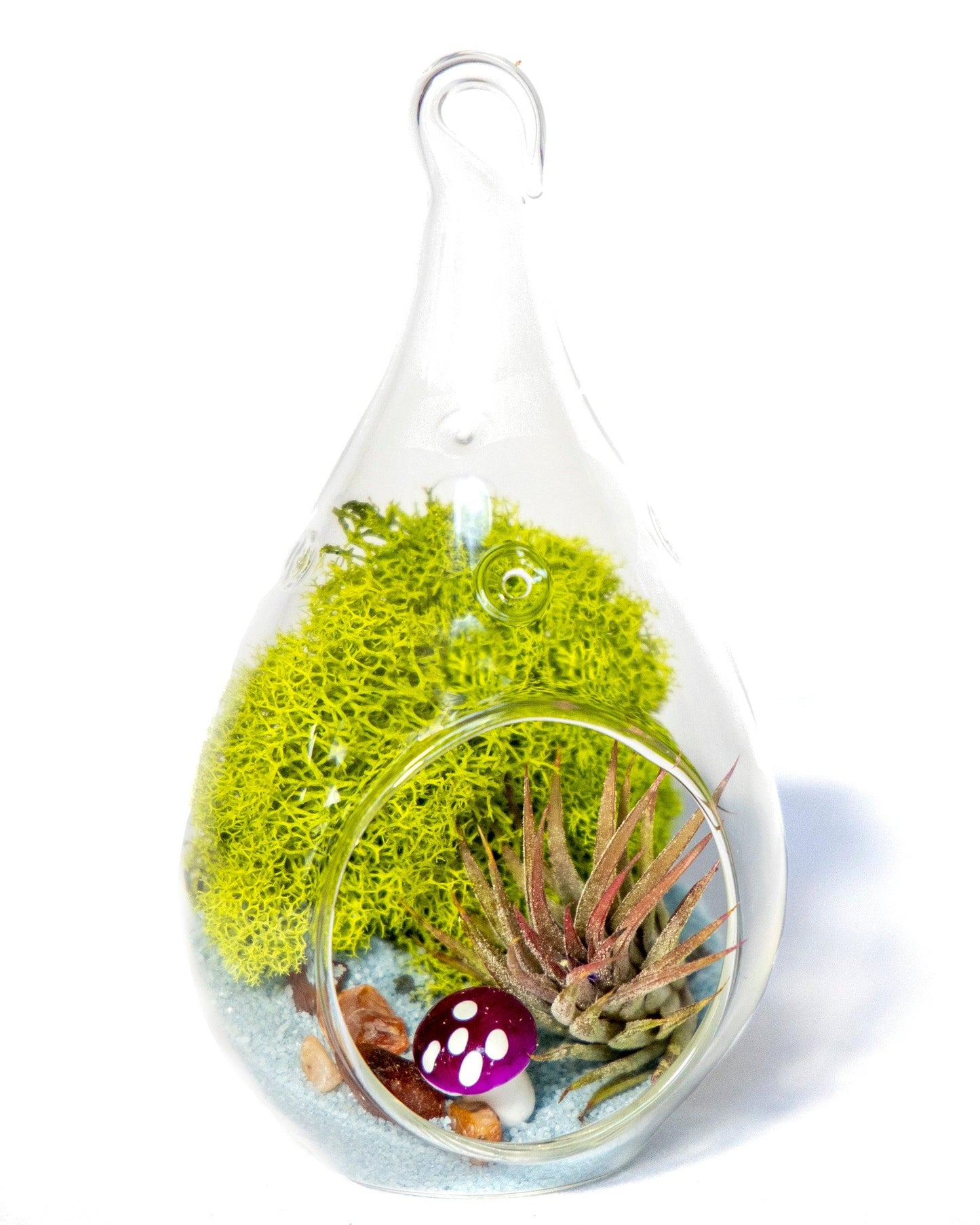 5" Glass Tear Drop Air Plant Terrarium Kit