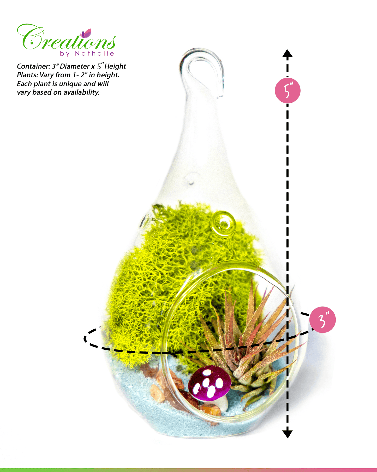 5" Glass Tear Drop Air Plant Terrarium Kit