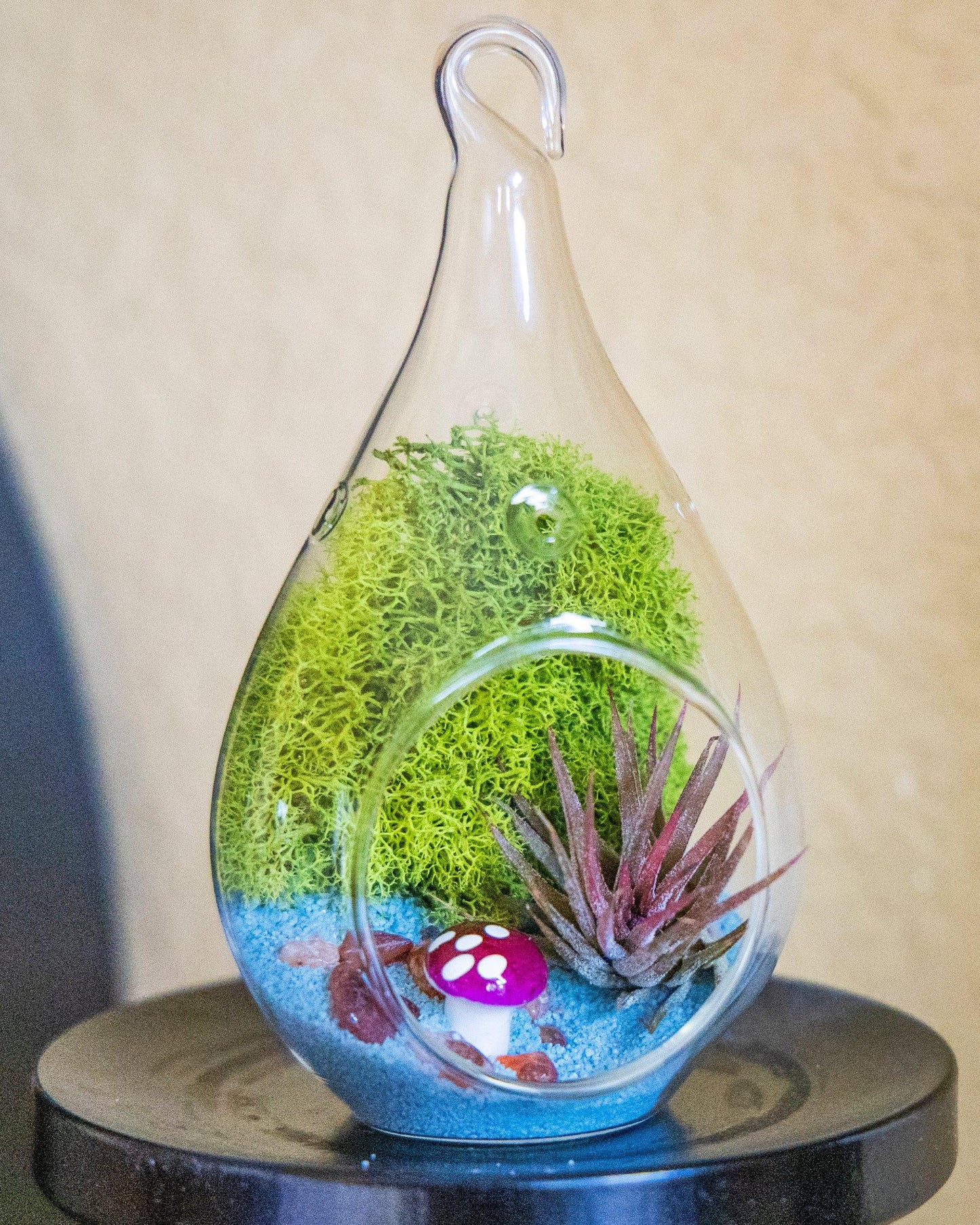 5" Glass Tear Drop Air Plant Terrarium Kit