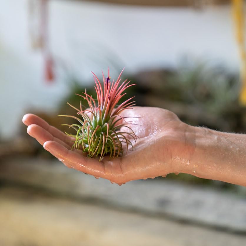 Tillandsia Ionantha Air Plant Collection