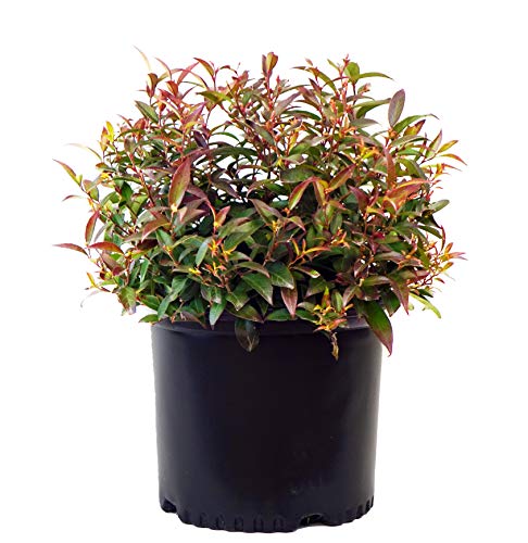 Coast Leucothoe