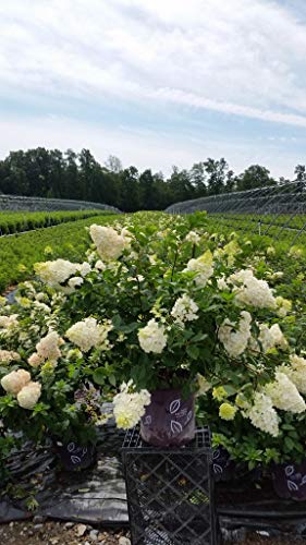 Strawberrry Sundae® Hydrangea