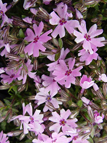 Fort Hill Moss Phlox