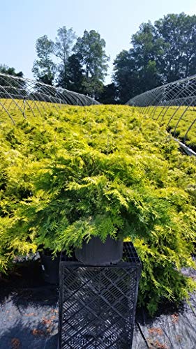 Cripps Golden Hinoki Cypress