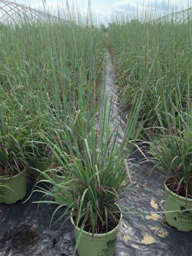 Standing Ovation Little Bluestem