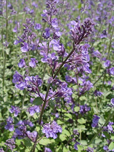 Blue Wonder Catmint