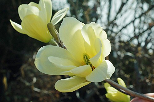 Butterflies Magnolia