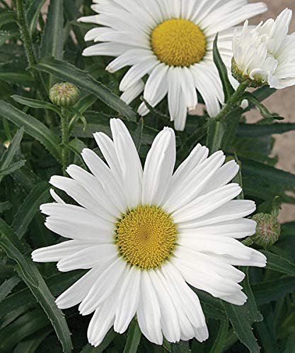 Daisy May™ Shasta Daisy