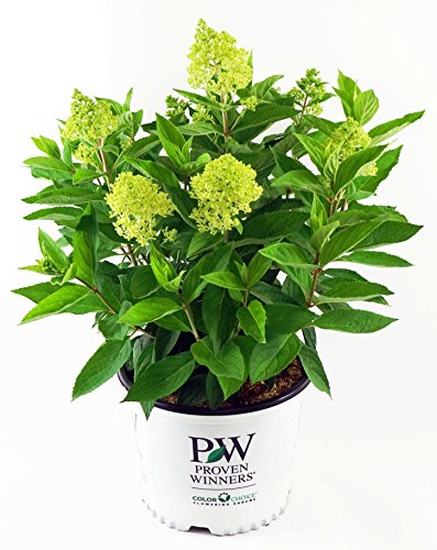 Little Lime® Panicle Hydrangea