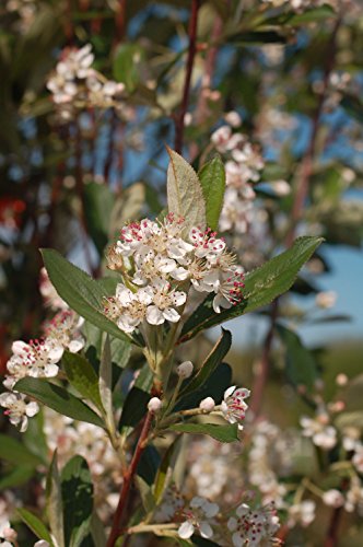 Brilliantissima Red Chokeberry