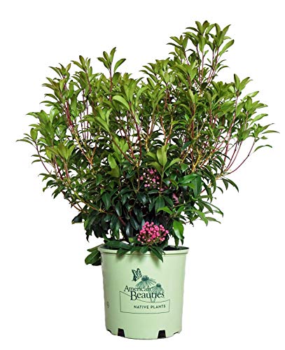 Pink Charm Mountain Laurel