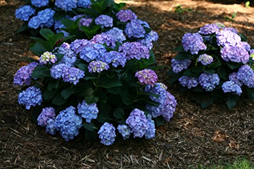 Let's Dance® Blue Jangles® Reblooming hydrangea