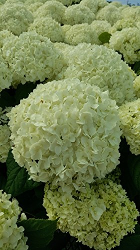 Annabelle Smooth Hydrangea