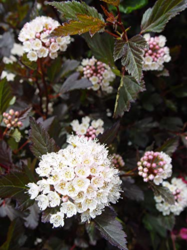 Summer Wine® Common Ninebark