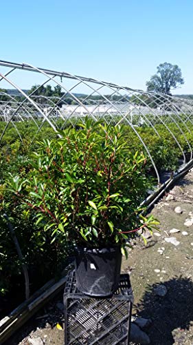 Kaleidoscope Mountain Laurel