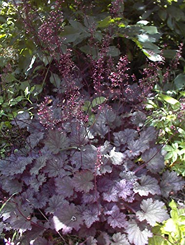 Frosted Violet Coral Bells