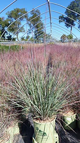 Little Bluestem