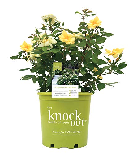 Sunny Knock Out® Rose