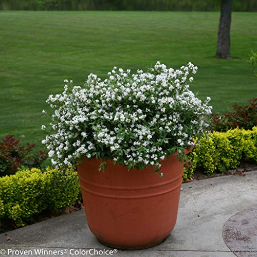 Yuki Snowflake® Deutzia