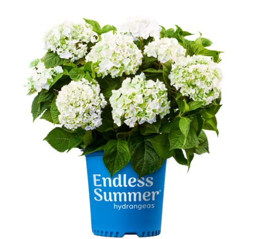 Endless Summer® Blushing Bride® Hydrangea