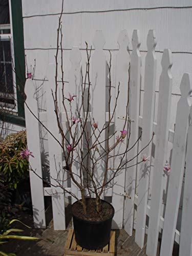 Leonard Messel Magnolia