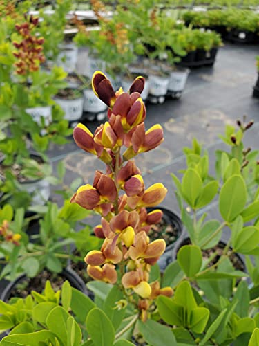 Cherry Jubilee False Indigo